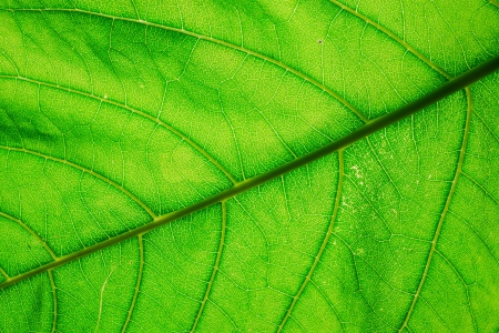 Leaves detailの写真素材