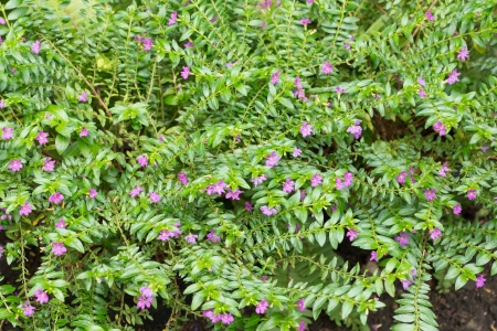 Purple flower small and green leafの写真素材