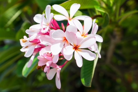 Pink plumeria and green leafの写真素材