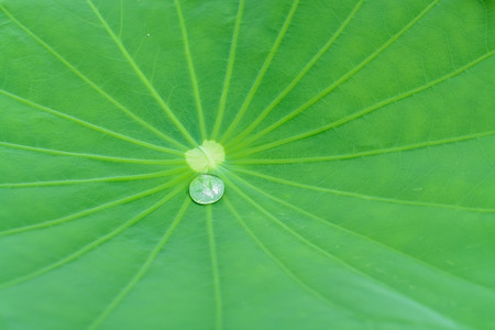Green Lotus leaf with water droplet on leafの写真素材