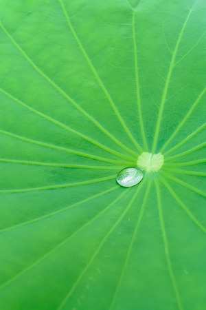 Green Lotus leaf with water droplet on leafの写真素材