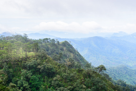Pine forest in the morning on Phu Soi Dao National Park, Uttaradit Province, Thailandの写真素材