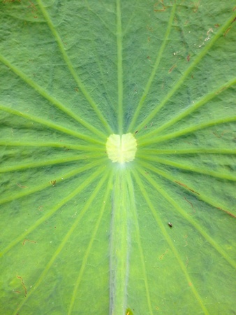 Green leaves lotusの素材