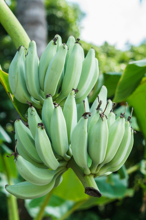 Banana tree with a bunch of green bananasの写真素材