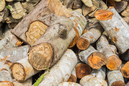 Stack of firewood, Renewable resource of a energyの写真素材