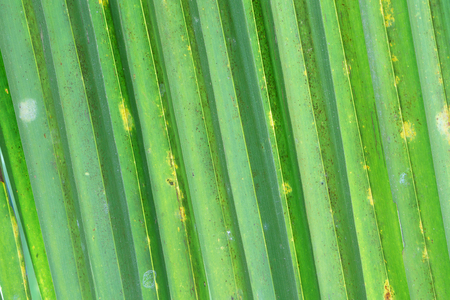 Coconut green leaf texture background or backdropの写真素材