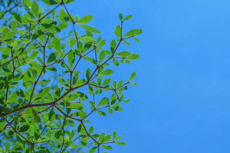 Green leaf with blue sky backgroundの写真素材