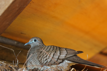 Zebra dove Geopelia striatahatching on the nestの写真素材