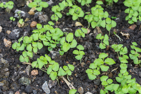 Close up of a young plant from the soilの写真素材