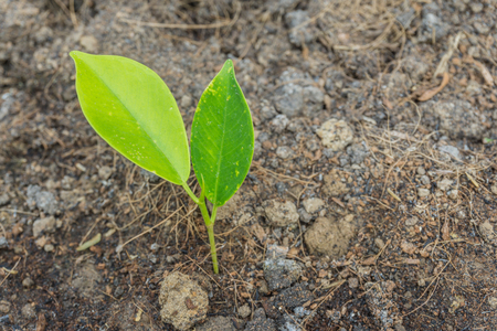 Close up of a young plant from the soilの写真素材