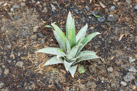 Close up of a young plant from the soilの写真素材