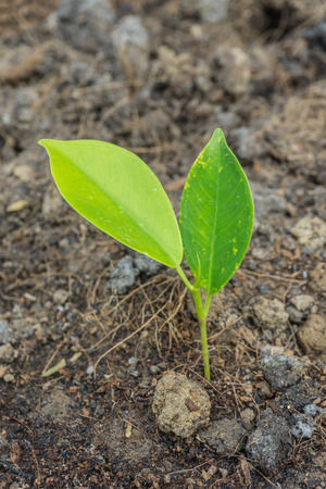 Close up of a young plant from the soilの写真素材