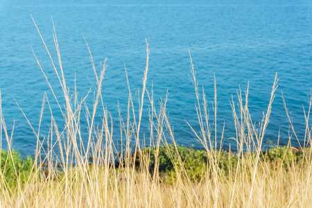 dry grass on the coast of blue sea and movement with the wind