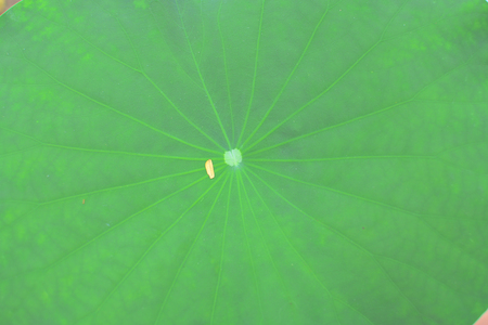 background texture and detail green lotus leafの写真素材