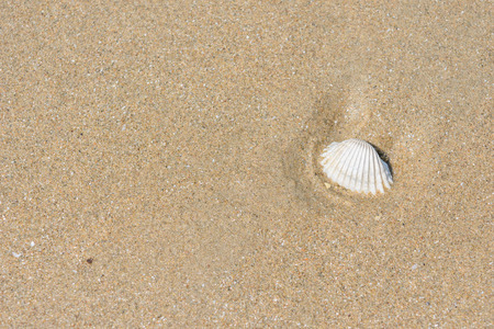 fossil shell on the sand beach, background or backdropの写真素材