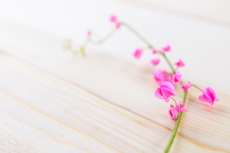 beautiful pink flowers on a plank woodenの写真素材