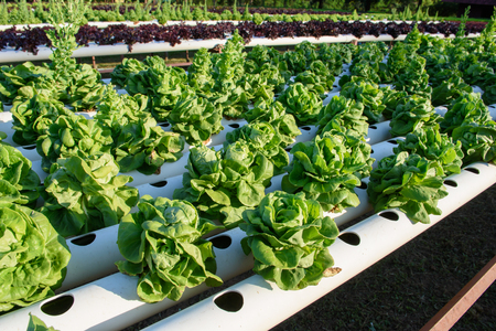 Hydroponic vegetable organic in the cultivation farmの写真素材