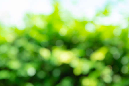 Green blurred background or backdrop with the light of natureの写真素材