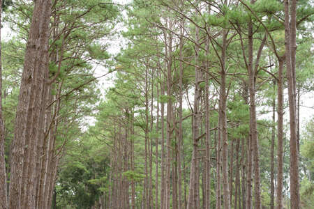 Pine in the green forest on northern Thailand