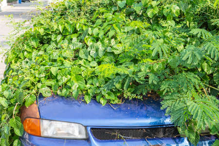 An old, unused car with leaves covered.の写真素材