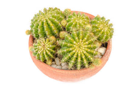 Cactus in a houseplant isolated on white background, Top viewの写真素材