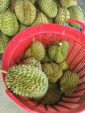 Durian tropical fruit in a local market, Thailand.の写真素材