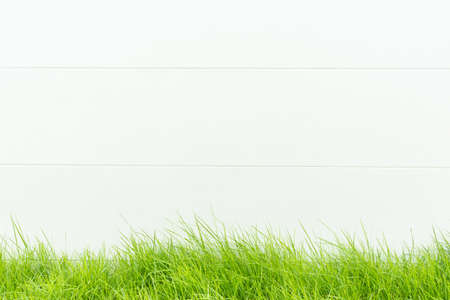 White wall concrete background or backdrop with copy space and green grass.の写真素材