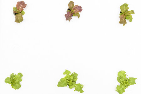 Planting young hydroponics vegetable salad growth fresh in a box.の写真素材
