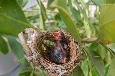 Birds nest on a branching tree with two baby birdsの写真素材