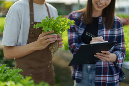 Woman Farmer harvesting vegetable and audit quality from hydroponics farm. Organic fresh vegetable,...