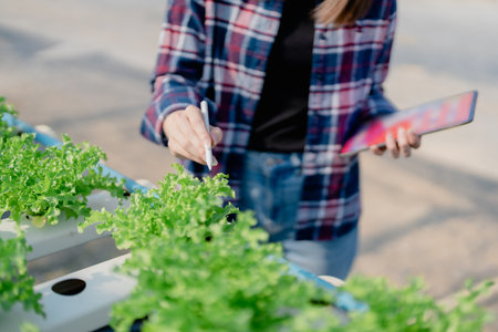 Woman Farmer harvesting vegetable and audit quality from hydroponics farm. Organic fresh vegetable, Farmer working with hydroponic vegetables garden harvesting, small business conceptsの写真素材