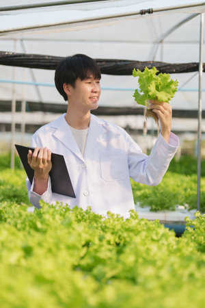 man Farmer harvesting vegetable and audit quality from hydroponics farm. Organic fresh vegetable, Farmer working with hydroponic vegetables garden harvesting, small business conceptsの写真素材