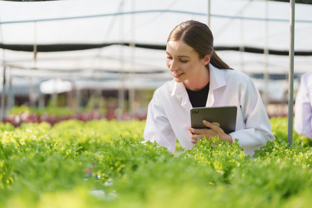 Woman Farmer harvesting vegetable and audit quality from hydroponics farm. Organic fresh vegetable, Farmer working with hydroponic vegetables garden harvesting, small business conceptsの写真素材