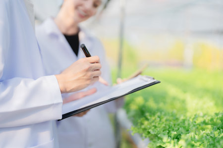 Female and male Farmer harvesting vegetable and audit quality from hydroponics farm. Organic fresh vegetable, Farmer working with hydroponic vegetables garden harvesting, small business conceptsの写真素材
