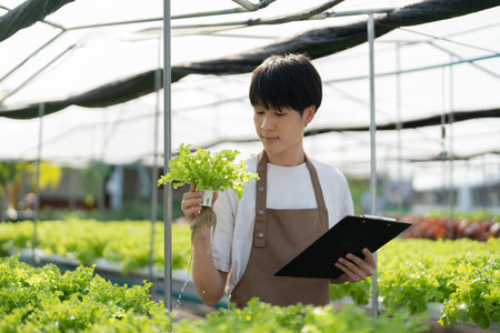 man Farmer harvesting vegetable and audit quality from hydroponics farm. Organic fresh vegetable, Farmer working with hydroponic vegetables garden harvesting, small business conceptsの写真素材
