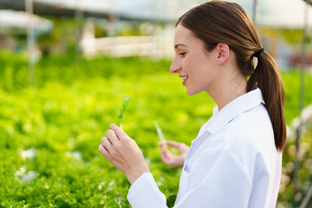 Woman Farmer harvesting vegetable and audit quality from hydroponics farm. Organic fresh vegetable, Farmer working with hydroponic vegetables garden harvesting, small business conceptsの写真素材