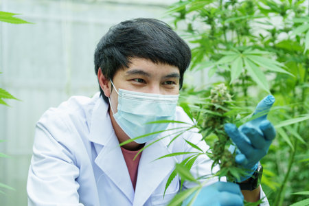 cannabis farm, researchers use digital microscope to see cannabis yield.の写真素材