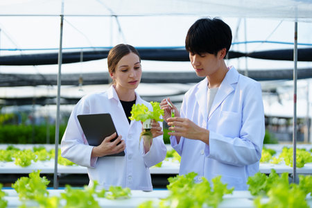 man Farmer harvesting vegetable and audit quality from hydroponics farm. Organic fresh vegetable, Farmer working with hydroponic vegetables garden harvesting, small business conceptsの写真素材