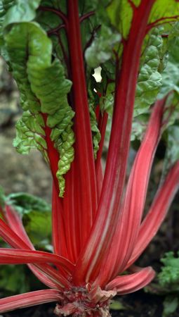 Fresh colorful rhubarb growing in a garden.