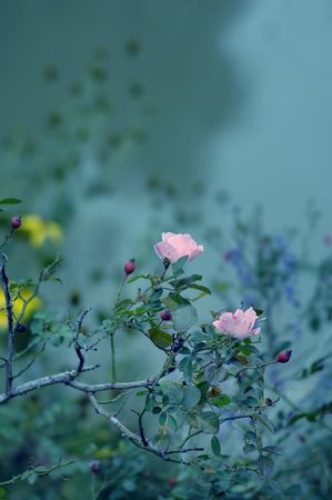Pink Flowers in the Garden with blue background.の写真素材