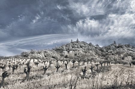 Napa Valley vineyard in the winter in infrared.の写真素材