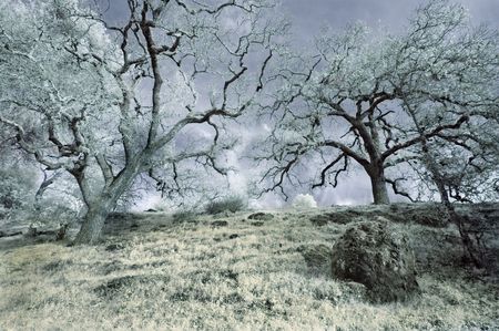 Oak trees in the winter in infrared.の写真素材