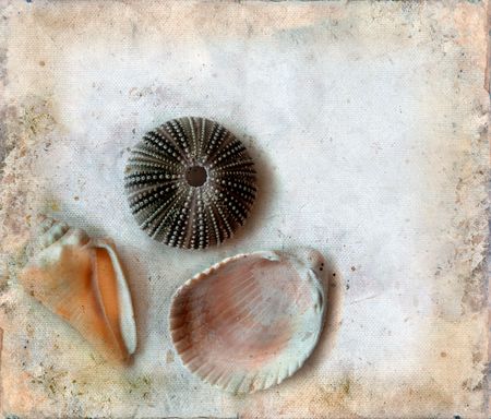 Variety of sea shells on a grunge background. Copy-space for your text.