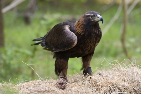 Golden Eagle on Hay Stack