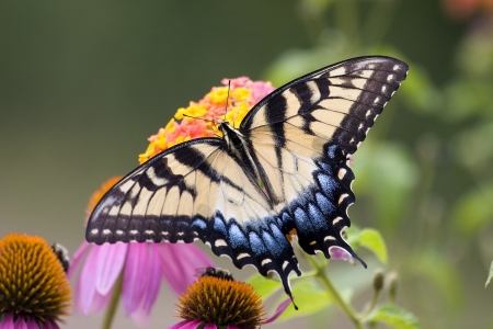 Swallowtail Butterfly on Cone Flowersの写真素材