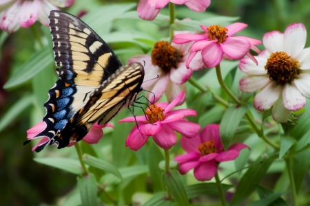 Tiger Swallowtail Butterfly on Colorful Zinniasの写真素材