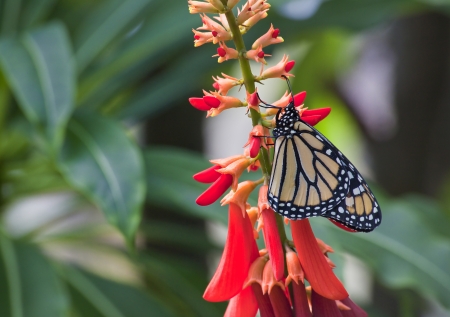 Monarch on Red Flowersの写真素材