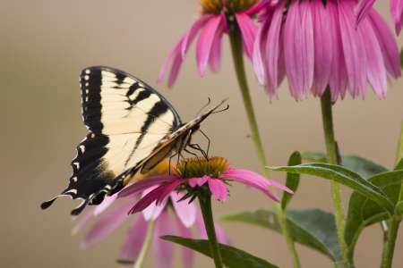Butterfly on Cone Flowersの写真素材