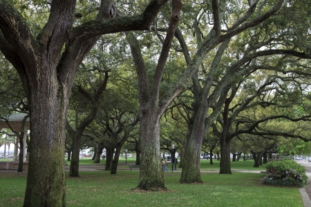 Live Oaks
