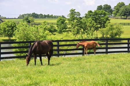 Horse Farmの写真素材